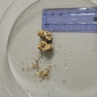 pupation-cases