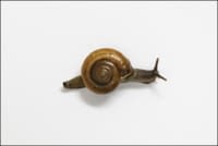 horntail-snail