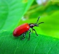 adult-beetle