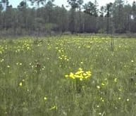 pitcherplant1.jpg
