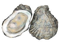 oysters_hres
