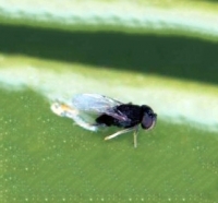Ageniaspis citricola adult female parasitizing a CLM larva sm