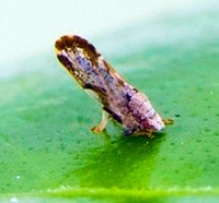 An adult Asian citrus psyllid ACP sm