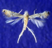 Citrus Leaf Miner Adult Pinned Specimen