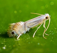 Citrus leaf miner CLM adult sm