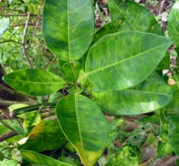 Citrus leaves showing a blotchy mottle sm