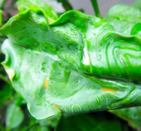 CLM larvae infested citrus leaf displaying typical larval mining damage sm