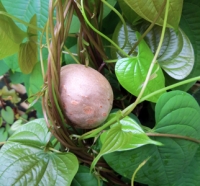 Dioscorea bulbifera bulbil aerial tuber commonly called an air potato sm