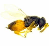 Female Diaphorencyrtus aligarhensis endoparasitoid sm