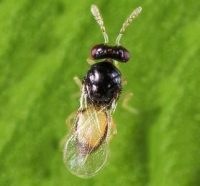 Female Tamarixia radiata ectoparasitoid sm