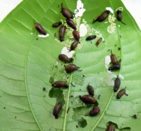 Lilioceris cheni late instar larvae feeding on an air potato leaf