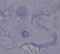 CMV3