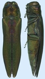 eab_views_thumb_vert