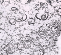 EmCylInc