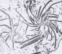 PotySubII
