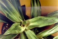 Rdiscolor