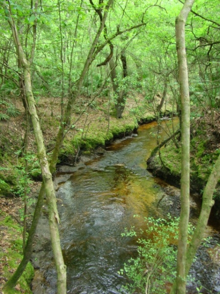 Big Branch is a Blackwater Stream