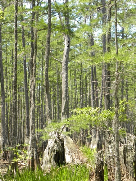 Dome Swamp