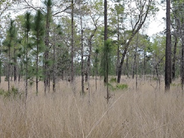 Long Leaf Wiregrass Community