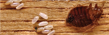 bed_bug_egg