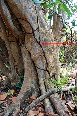 Tunnel_on_sea_grape_tree_arrow