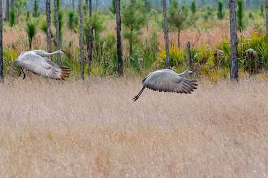 2010_annual_sandhill_cranes_SSF.jpg