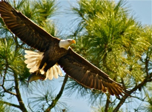 2011_annual_american_bald_eagle_CDMSF.jpeg