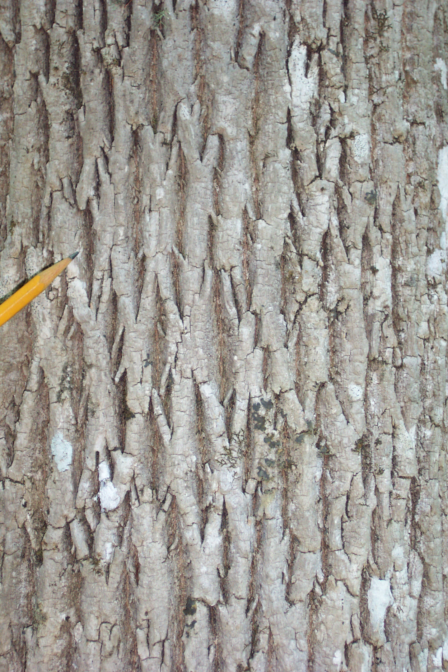 Ash%20Bark.JPG