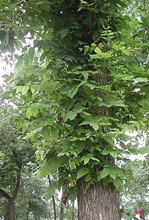 Ash%20Epicormic%20Sprouting%20MSU.jpg