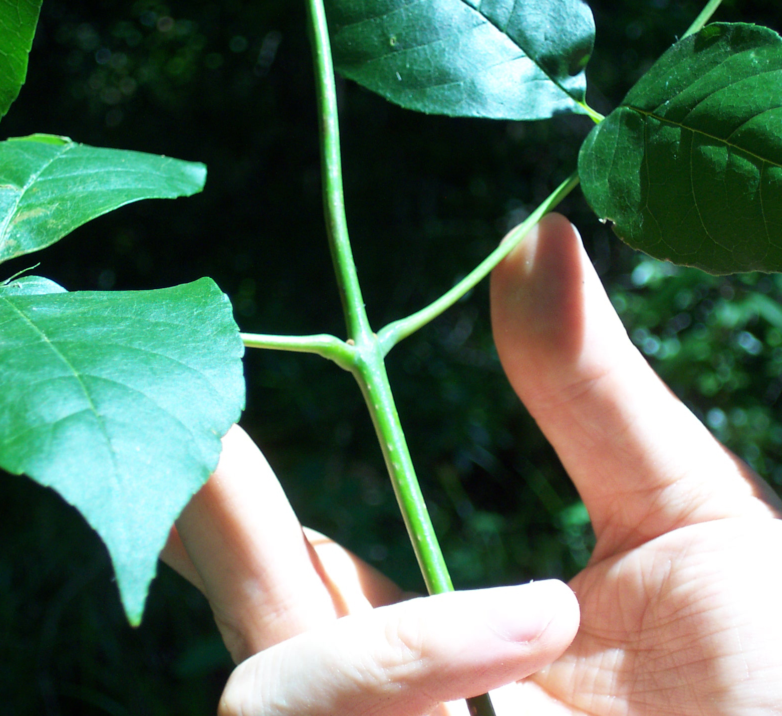 Ash%20Leaf%20Opp.JPG