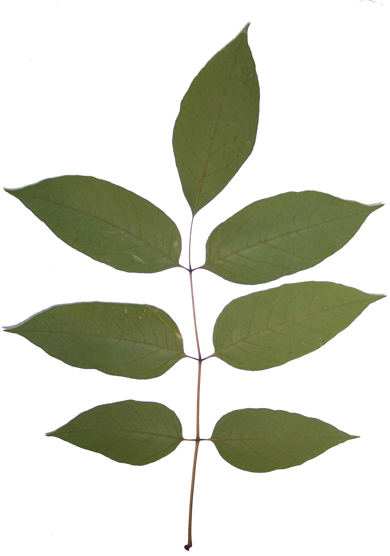 Ash%20Leaf.JPG