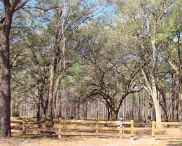 BeSF_PicnicArea