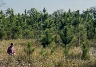 Cogon%20grass%20in%20young%20pines.jpg