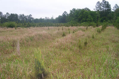 Cogon_pine_survival.JPG