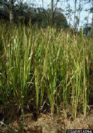 cogon_plant.jpg