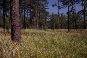 COGONGRASS_UNDERSTORY.JPG