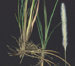 crop_root_%20shoot_%20flower.jpg