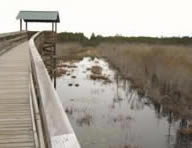 cypress-boardwalk-wetland-restoration.jpg