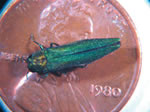 EAB-adult-penny-Howard%20Russell,%20MSU.jpg