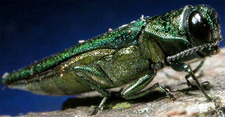 EAB-adult_closeup.JPG