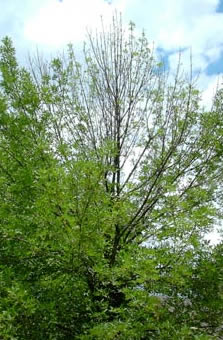 EAB-ashdecline-James%20W.%20Smith,%20USDA%20APHIS%20PPQ.jpg