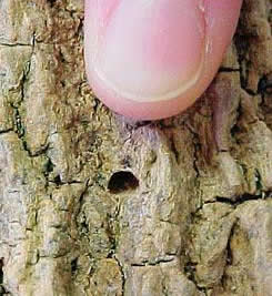 EAB-exit%20hole-Deborah%20McCullough-Michigan%20State%20University.jpg