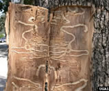 EAB-galleries-Ed%20Czerwinski,%20Ontario%20Min.%20Nat.%20Res..jpg