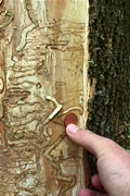 EAB-larva-in-gallery-David%20Cappaert,%20Mich.%20S.U..jpg