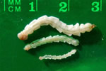 EAB-larvae-David%20Cappaert,%20Mich.%20S.U..jpg