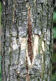 EAB-vertical%20fissure3-James%20W.%20Smith.jpg