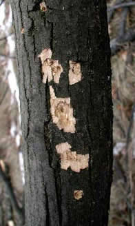 EAB-woodpecker%20damage-David%20Cappaert,%20Michigan%20State%20University.jpg