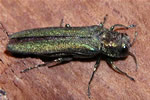 EAB_adult_DavidCappaertMichSUn.jpg