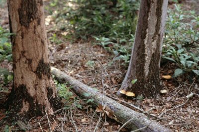 Ganoderma_andHypoxylon.JPG