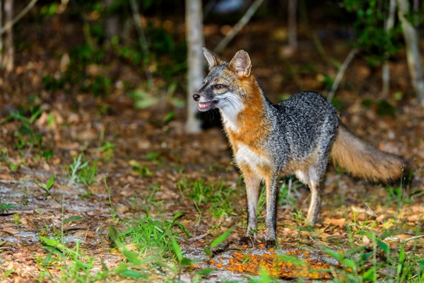Grey Fox.jpg